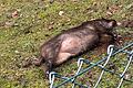 Auf dem zum Wald hin nicht eingezäunten Grundstück einer Familie verendete dieses Wildschwein unmittelbar neben der Bebauung.       -  Auf dem zum Wald hin nicht eingezäunten Grundstück einer Familie verendete dieses Wildschwein unmittelbar neben der Bebauung.