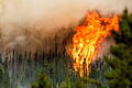 Waldbrände in Kanada.jpeg       -  In Kanada ist in diesem Jahr so viel Fläche durch Waldbrände vernichtet worden wie nie zuvor.