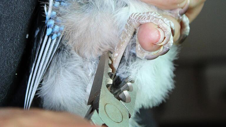 Alle Vögel, den Birgit Vorndran großzieht, erhalten einen Erkennungsring am Bein. Hier beringt die Altmannshäuserin einen jungen Eichelhäher.&nbsp;