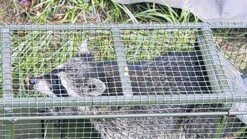 In der Falle: Im Sommer 2009 wurde der Waschbär neben dem Gerolzhöfer Friedhof gefangen. Die Jagd galt eigentlich Kaninchen.