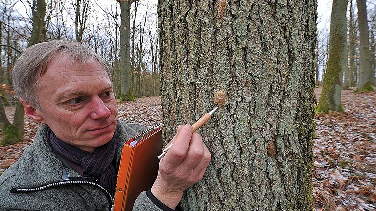 Förster Bernd Müller zählt die Eigelege des Schwammspinners. Mit dieser Erhebung wird die Gefahr drohender Fraßschäden im Frühjahr prognostiziert.