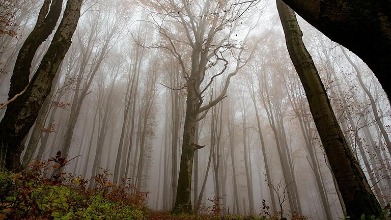 Durch den Wald, der bei Nebel so schön mystisch wirkt, führt die 'Extratour Kuppenweg' in der Rhön.&nbsp;