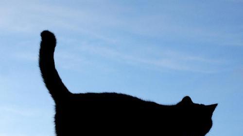 Katze unterwegs       -  Im Straßenverkehr kann es zu sehr gefährlichen Situationen kommen, wenn Tiere im Spiel sind. Foto: Patrick Pleul