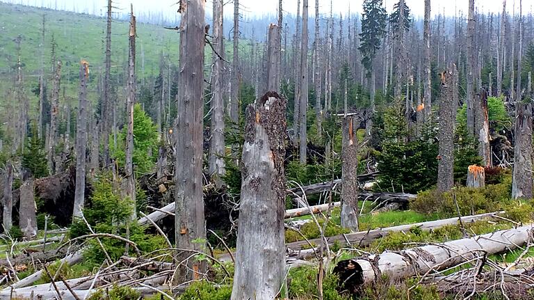 Junge Bäume wachsen zwischen abgestorbenen: Auch Totholz hat eine wichtige Funktion im Wald.