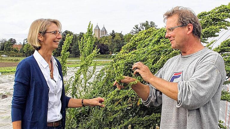 Ein Schaubeet zum Staunen: Der Schwarzacher Bio-Gärtner Veit Plietz pflanzt besondere Gemüseraritäten an. Hier zeigt er Elfriede Bold eine mehrjährige Spinatsorte aus dem italienischen Vallerona. Ein Schaubeet zum Staunen: Der Schwarzacher Bio-Gärtner Veit Plietz pflanzt besondere Gemüseraritäten an. Hier zeigt er Elfriede Bold eine mehrjährige Spinatsorte aus dem italienischen Vallerona.