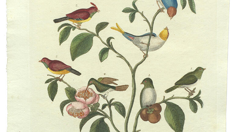 Chinesische Zwergsperlinge in Bertuchs 'Bilderbuch für Kinder'. Chinesische Zwergsperlinge in Bertuchs 'Bilderbuch für Kinder'. 