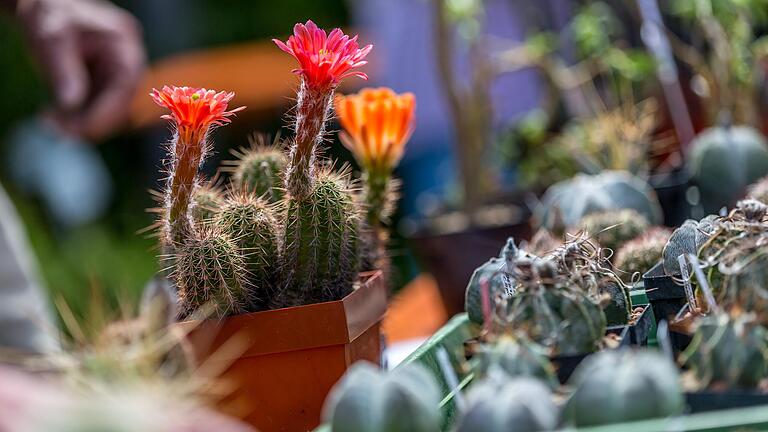 Raritäten für Pflanzenfreunde und Hobbygärtner: Am Sonntag ist wieder Pflanzenbörse im Botanischen Garten in Würzburg. Raritäten für Pflanzenfreunde und Hobbygärtner: Am Sonntag ist wieder Pflanzenbörse im Botanischen Garten in Würzburg.