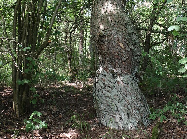 Verschlungene Pfade, verschlungene Bäume: Das Grundstück am Romberg bietet Waldkindergartenkindern viele Entdeckungsmöglichkeiten. Verschlungene Pfade, verschlungene Bäume: Das Grundstück am Romberg bietet Waldkindergartenkindern viele Entdeckungsmöglichkeiten. 