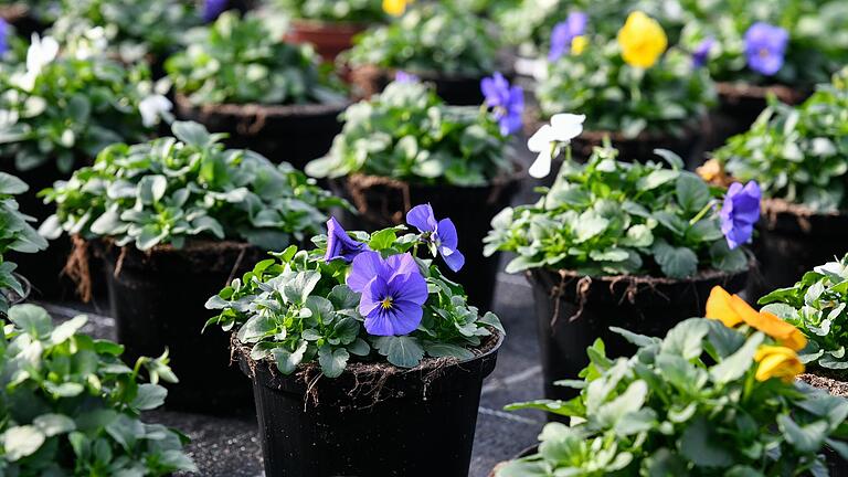 Die Viola-Pflanze sieht nicht nur wunderschön aus. Ihre Blüte ist auch ein Hingucker im bunten Salat. Die Viola-Pflanze sieht nicht nur wunderschön aus. Ihre Blüte ist auch ein Hingucker im bunten Salat.