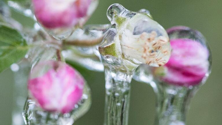 Unterfrankens Obstbauern rechnen mit schlechtester Ernte seit vielen Jahren       -  Frost an den Obstblüten