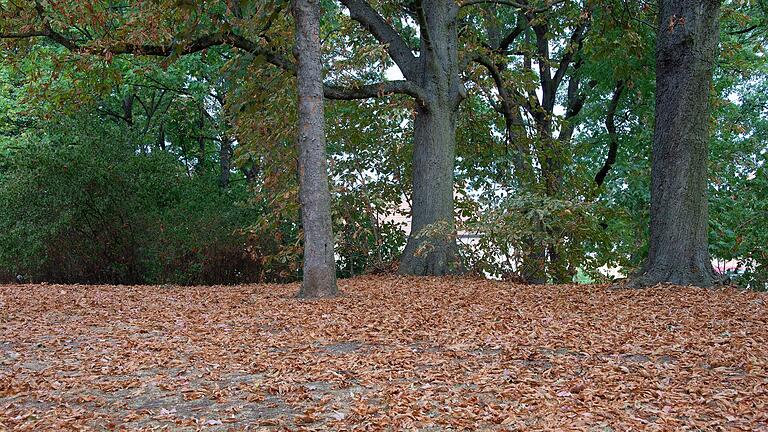 Solche Bilder wie hier am Fichtelgarten in Schweinfurt sind in diesem Sommer normal. Die Bäume verlieren schon im August ihr Laub.