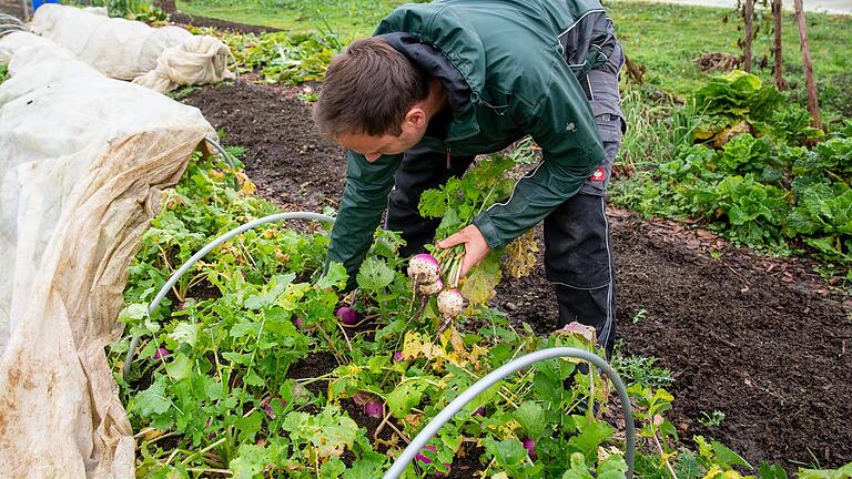 Erntereif: Im August haben die Marktgärtner die Herbstrübe gesetzt, die ein wenig wie Kohlrabi schmeckt. Jetzt ist sie essbar.