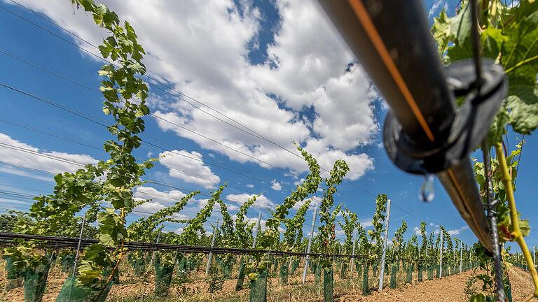 Auch wenn es nur vereinzelt tropft, braucht es viel Wasser, um einen Weinberg auf diese Weise zu bewässern. In Iphofen will man es aus dem Main bei Kitzingen herleiten.