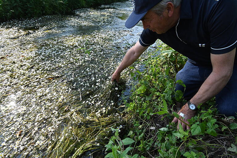 Anfang Juni hat der Flutende Hahnenfuß den Umgehungsbach mit einem Blütenmeer bedeckt. Erst seit zwei Jahren ist die Pflanze dort wieder heimisch, sagt Hubert Holl von der Fischerzunft Randersacker. Anfang Juni hat der Flutende Hahnenfuß den Umgehungsbach mit einem Blütenmeer bedeckt. Erst seit zwei Jahren ist die Pflanze dort wieder heimisch, sagt Hubert Holl von der Fischerzunft Randersacker.