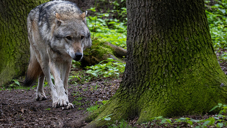 Nicht ein Wolf, wie auf dem Symbolfoto, das ein Tier in einem Gehege in Nordrhein-Westfalen zeigt, sondern ein schon bekannter Wolf-Hund-Hybrid, hat Anfang Mai ein Reh bei Obererthal im Landkreis Bad Kissingen gerissen.&nbsp;