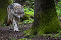 Nicht ein Wolf, wie auf dem Symbolfoto, das ein Tier in einem Gehege in Nordrhein-Westfalen zeigt, sondern ein schon bekannter Wolf-Hund-Hybrid, hat Anfang Mai ein Reh bei Obererthal im Landkreis Bad Kissingen gerissen.&nbsp;