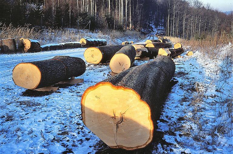 Nahezu idyllisch bietet sich dem Fotografen dieses winterliche Eichen-Lager an. (Archivbild)