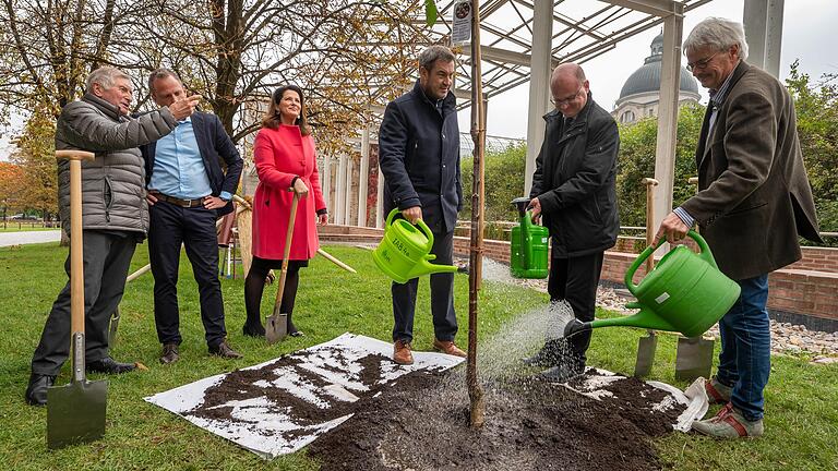 In München pflanzen (von links) Alois Glück, Landtagspräsident a.D. (CSU), Umweltminister Thorsten Glauber (Freie Wähler), Landwirtschaftsministerin Michaela Kaniber (CSU), Ministerpräsident Markus Söder (CSU), Norbert Schäffer, Vorsitzender des Landesbund für Vogelschutz und Richard Mergner, Vorsitzender des BUND Naturschutz in Bayern, am 18. Oktober 2021 einen Kirschbaum.