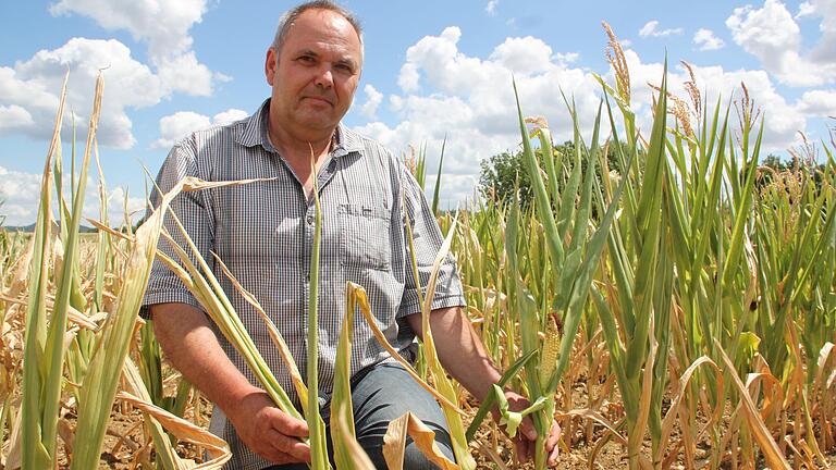 Landwirt Arnold Bedenk zeigt auf einem Maisacker bei Gerolzhofen, wie verkümmert die Maispflanzen in diesem Jahr gewachsen sind. Grund hierfür ist der massive Mangel an Feuchtigkeit. Normalerweise müssten die Pflanzen zu dieser Jahreszeit mannshoch stehen.