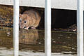 Seit Anfang des Jahres hat die Stadt die Bekämpfung der Ratten intensiviert. Doch nach wie vor berichten Würzburger von einer Rattenplage.