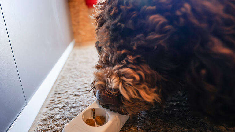 Steckdosenleiste wird von Hund untersucht.jpeg       -  Im Haushalt gibt es zahlreiche Stromfresser. Welche die größten sind und wie Sie versteckte aufspüren.