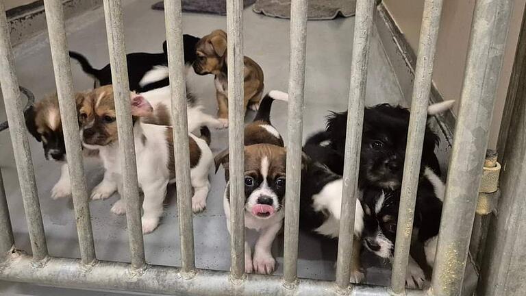Im November hatte ein Unbekannter die Hundewelpen in einer Transportbox im Würzburger Ringpark ausgesetzt.