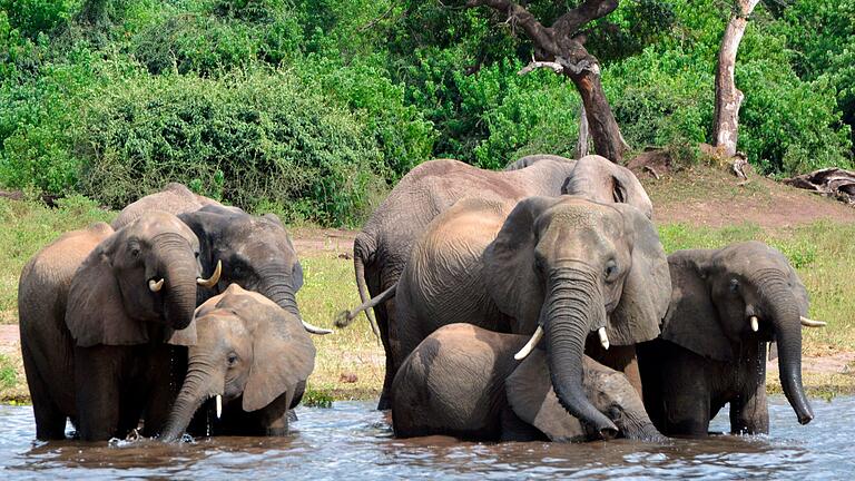 Elefanten in Botsuana       -  Eine Elefantenherde im Chobe-Nationalpark im Norden Botsuanas (Archivbild).