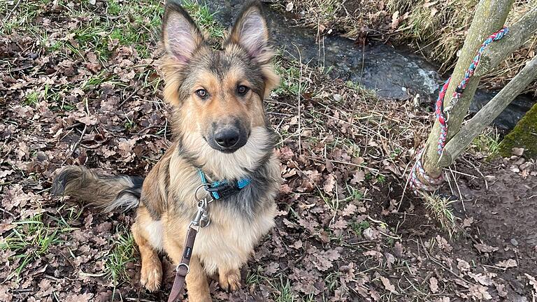 Es ist ein Bild, das Tierfreunden das Herz zerreißt: Ein junger Schäferhund-Mischling wurde in Oberfladungen einfach ausgesetzt.