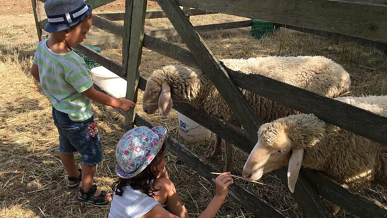 Erlebnis Bauernhof: Auf Peter Schmidts Ferienhof in Ostheim vor der Rhön dürfen Gäste-Kinder bei der täglichen Stallrunde dabei sein und mitfüttern.