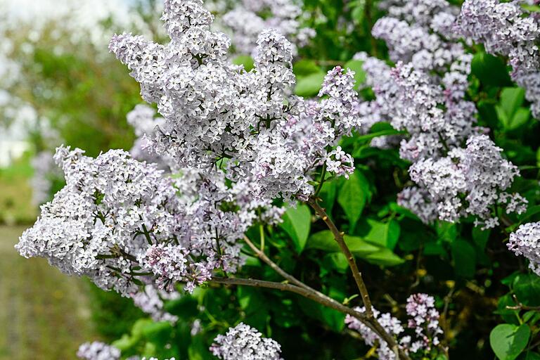 Früher blühte er erst zum Muttertag: Fliederbusch am Hubland in Würzburg in voller Blüte.&nbsp;