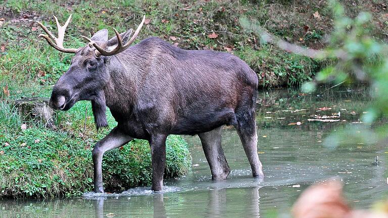 Lasse II. beim Bad im See, einem seiner Lieblingsplätze im Schweinfurter Wildpark. Der Elch ist im Mai 2023 überraschend gestorben.&nbsp;