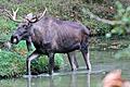 Lasse II. beim Bad im See, einem seiner Lieblingsplätze im Schweinfurter Wildpark. Der Elch ist im Mai 2023 überraschend gestorben.&nbsp;