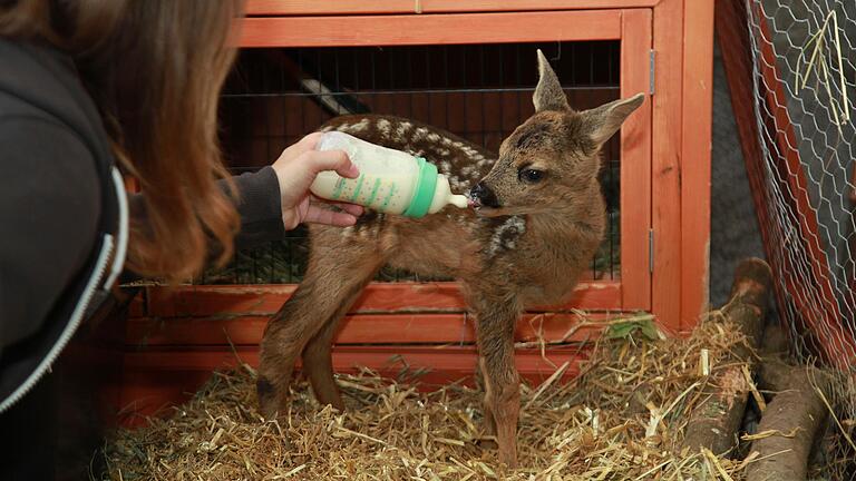 Dieses inzwischen etwa zwei Wochen alte Rehkitz wurde von einer Passantin mit nach Hause genommen. Nun wird der kleine Rehbock vom Jagdpächter mit der Flasche aufgezogen.