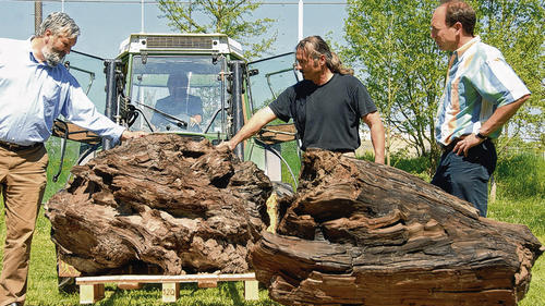 17 Millionen Jahre alt sind die versteinerten Mammutbaum-Stümpfe, die Vattenfall-Geologe Rudolf Bönisch (links) nach Würzburg in den Botanischen Garten brachte – sehr zur Freude von Kustos Gerd Vogg (rechts) und seinen Gärtnern. 17 Millionen Jahre alt sind die versteinerten Mammutbaum-Stümpfe, die Vattenfall-Geologe Rudolf Bönisch (links) nach Würzburg in den Botanischen Garten brachte – sehr zur Freude von Kustos Gerd Vogg (rechts) und seinen Gärtnern.