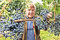Vorliebe für Internationales: Winzer Fritz Keller mit &bdquo;Merlot&ldquo;-Reben im baden-württembergischen Weinbaugebiet Kaiserstuhl.