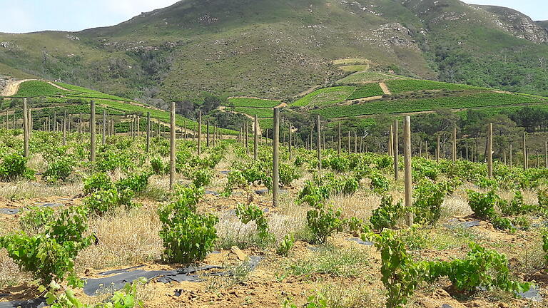 Die meisten Weinberge Südafrikas befinden sich in Küstennähe.