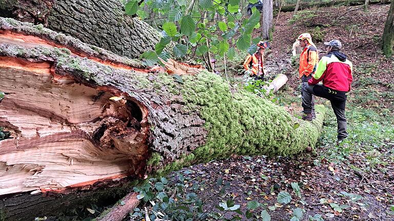 Das Groß der gefällten Bäume bleibt im Kaskadental und wird von den Wegen geräumt. Aus dem Wald geschafft wird vom Borkenkäfer befallenes Holz. - Das Groß der gefällten Bäume bleibt im Kaskadental und wird von den Wegen geräumt. Aus dem Wald geschafft wird vom Borkenkäfer befallenes Holz. Das Groß der gefällten Bäume bleibt im Kaskadental und wird von den Wegen geräumt. Aus dem Wald geschafft wird vom Borkenkäfer befallenes Holz. - Das Groß der gefällten Bäume bleibt im Kaskadental und wird von den Wegen geräumt. Aus dem Wald geschafft wird vom Borkenkäfer befallenes Holz.