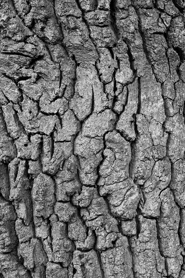 Quercus cerris (Zerr-Eiche)
