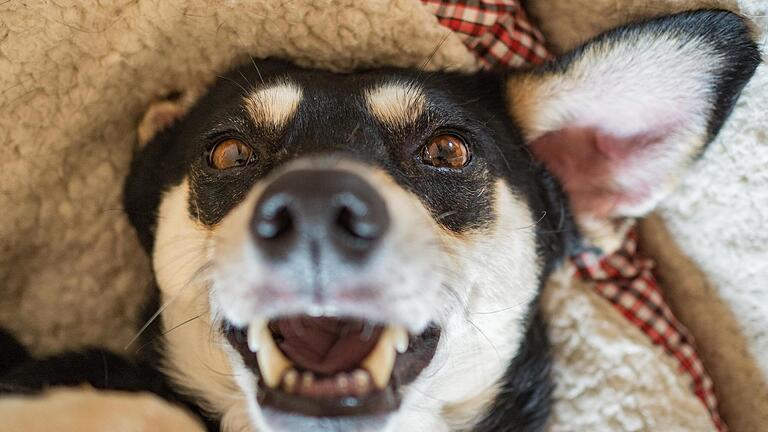 Mischling.jpg       -  Mischlinge sind seit 2017 laut des Tierregisters Tasso die beliebtesten Hunde der Deutschen. 43 Prozent der Haushalte mit Hund haben sich für eine Kreuzung aus mehreren Rassen entschieden.