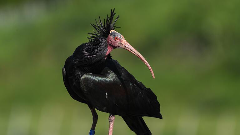 Waldrapp       -  Der Waldrapp gilt laut Roter Liste der bedrohten Arten weltweit als stark gefährdet. (Archivbild)