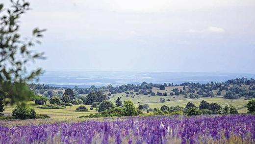 Schön, aber gefährlich: Lupinen in der Rhön verdrängen zusehends die heimischen Pflanzen. Naturschützer gehen seit Jahren mit ausgedehnten Mähaktionen, die dieser Tage wieder beginnen, dagegen vor.