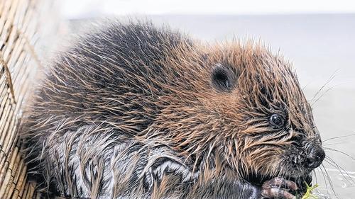 Putzige und äußerst fleißige Tiere: Die Biber-Population wächst im Landkreis. Im Bild frisst ein etwa zwei Monate altes Biber-Baby Blätter. Putzige und äußerst fleißige Tiere: Die Biber-Population wächst im Landkreis. Im Bild frisst ein etwa zwei Monate altes Biber-Baby Blätter.