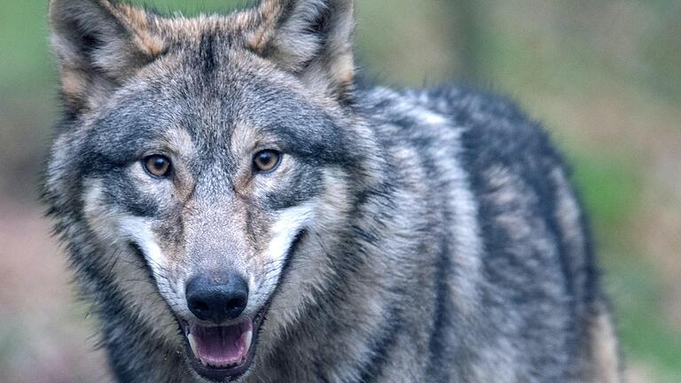 Nach mehreren Wolfsrissen in Oberfranken sind Experten auch im Landkreis Miltenberg einem Tier auf die Spur gekommen.