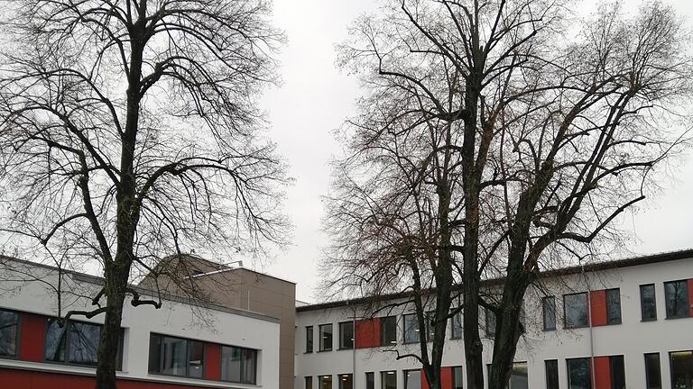 Ein Sachverständiger hat die sofortige Fällung der drei Linden im Schulhof des Rhön-Gymnasiums in Bad Neustadt empfohlen.