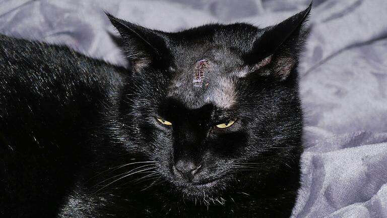 Kater Nero erholt sich von seiner Operation an der Stirn, nachdem er offenbar mit einem Luftgewehr angeschossen wurde. Kater Nero erholt sich von seiner Operation an der Stirn, nachdem er offenbar mit einem Luftgewehr angeschossen wurde.