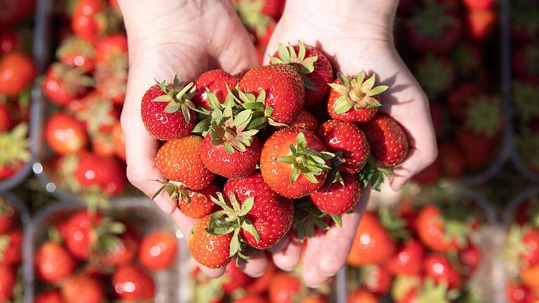 Leckere Zeiten: Fränkische Erdbeeren gibt es derzeit für um die 3,50 Euro pro Schale. Leckere Zeiten: Fränkische Erdbeeren gibt es derzeit für um die 3,50 Euro pro Schale.