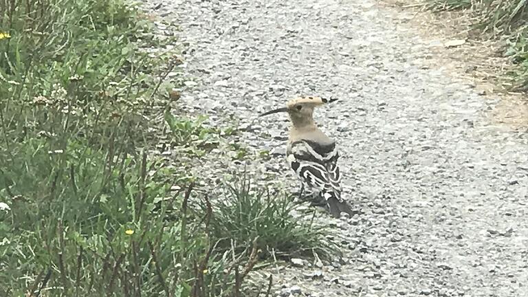 Ein seltener Gast im Landkreis Main-Spessart: Gar nicht scheu ließ sich dieser Wiedehopf am Unteren Sandweg in Neustadt aus dem Auto heraus fotografieren.