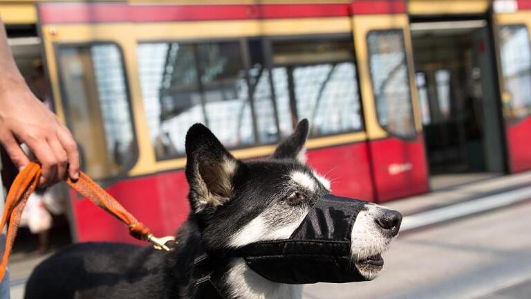 Hund mit Maulkorb in Berlin - das Utensil ist unter anderem Pflicht bei der Mitnahme des Vierbeiners bei der Deutschen Bahn. Foto: Florian Schuh/dpa-tmn - Darf man einen Hund oder ein Fahrrad mit dem Deutschlandticket mitnehmen? Kommt ganz auf den Verkehrsverbund an. Hund mit Maulkorb in Berlin - das Utensil ist unter anderem Pflicht bei der Mitnahme des Vierbeiners bei der Deutschen Bahn. Foto: Florian Schuh/dpa-tmn - Darf man einen Hund oder ein Fahrrad mit dem Deutschlandticket mitnehmen? Kommt ganz auf den Verkehrsverbund an.