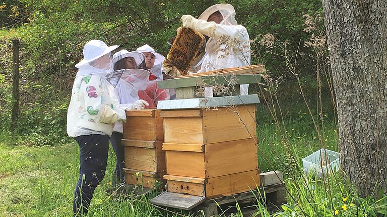 Sven Tönnies zeigt einer Gruppe höchst interessierter Dritt- und Viertklässler der GS Triefenstein das höchst aktive Leben der Bienen-Arbeiterinnen an einem Rähmchen aus dem Bienenstock. Sven Tönnies zeigt einer Gruppe höchst interessierter Dritt- und Viertklässler der GS Triefenstein das höchst aktive Leben der Bienen-Arbeiterinnen an einem Rähmchen aus dem Bienenstock.