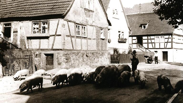 Armut im Spessart: Sauhirt Jakob Rosenberger treibt die Schweine durch die Hauptstraße in Partenstein um 1930.